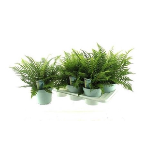 Dryopteris affinis