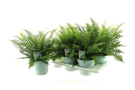 <h4>Dryopteris affinis</h4>
