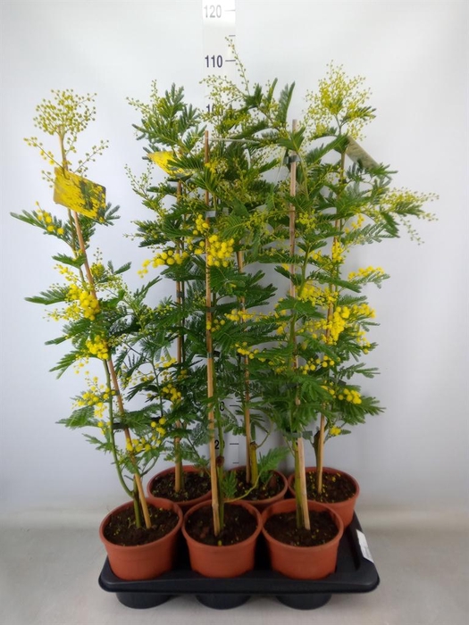 <h4>Mimosa pudica</h4>