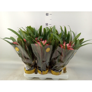 Guzmania  'Libby'