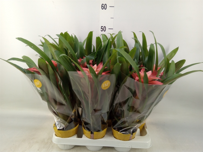 <h4>Guzmania  'Libby'</h4>