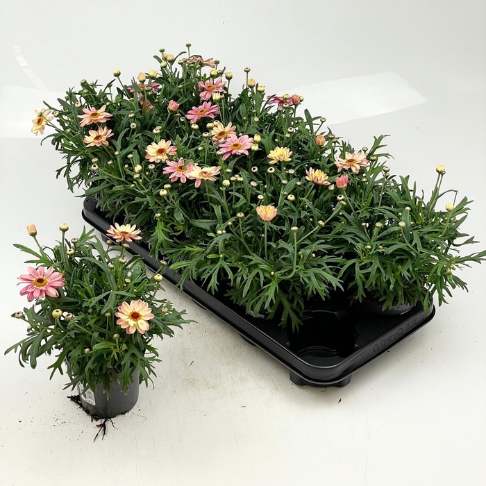 <h4>ARG LA RITA GEM</h4>