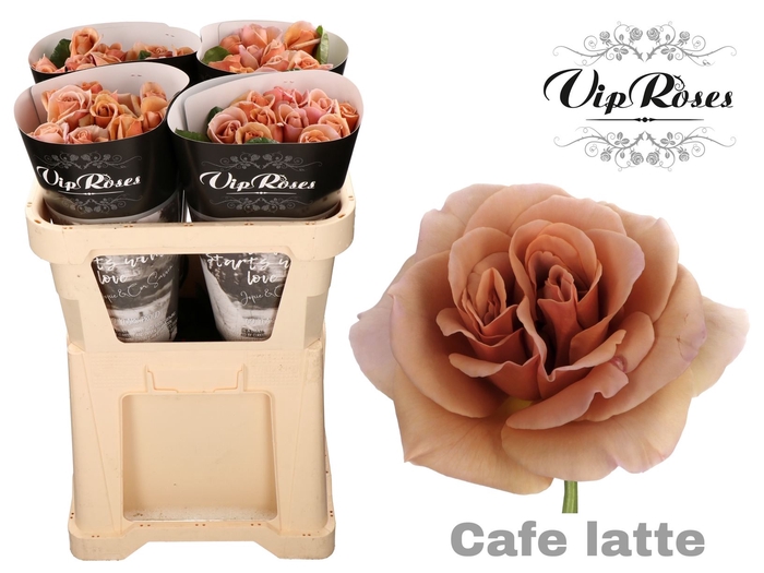 <h4>Rs gr Café Latte</h4>