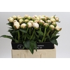 Paeonia Mary E. Nicholls