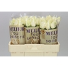 Rosa Gr Four Seasons+