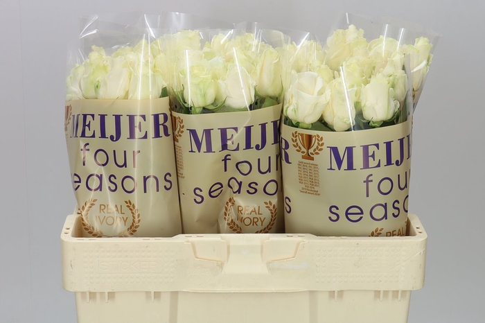 <h4>Rosa Gr Four Seasons+</h4>