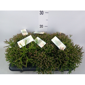 Rhipsalis burchellii