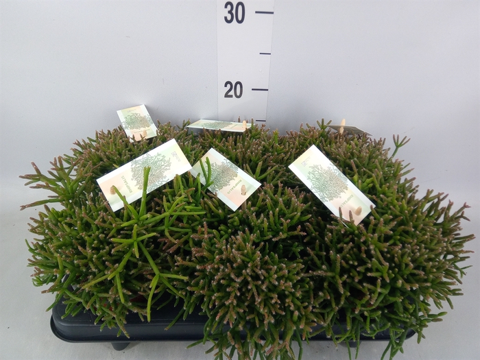 <h4>Rhipsalis burchellii</h4>