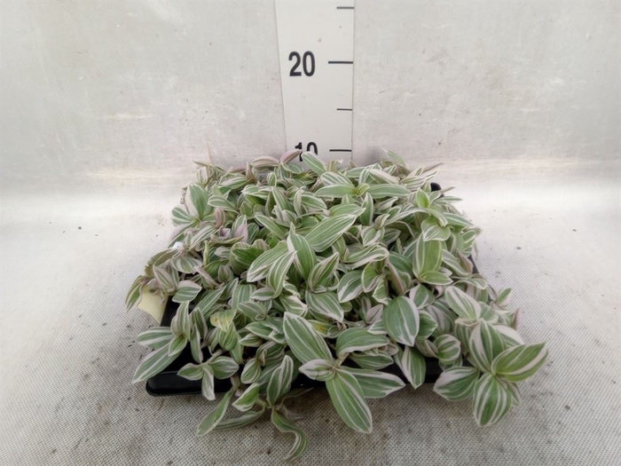 <h4>Tradescantia   ...</h4>