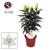 Oriental Wit 13cm