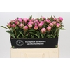 Paeonia Dr A Fleming