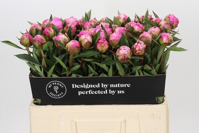 <h4>Paeonia Dr A Fleming</h4>