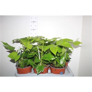Fatsi Japonica
