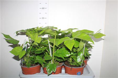 <h4>Fatsi Japonica</h4>