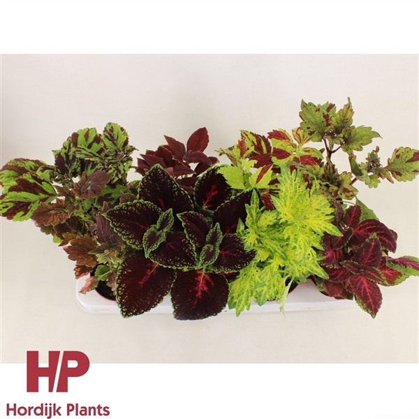 <h4>Coleus 'mix'</h4>