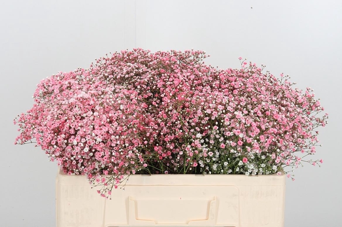 <h4>Gyps Painted Peach</h4>