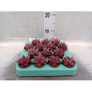 Echeveria  'Taurus'