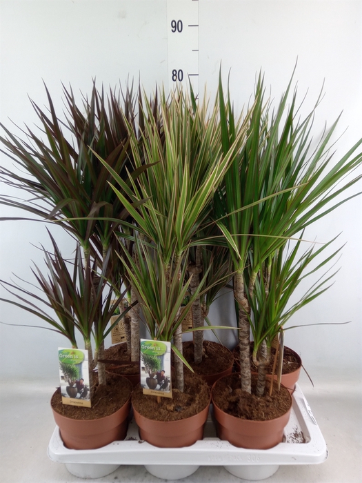 <h4>Dracaena   ...mix</h4>