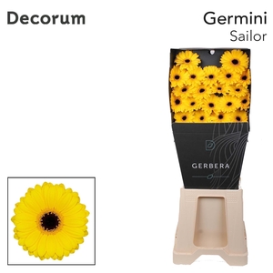 Germini Sailor Diamond