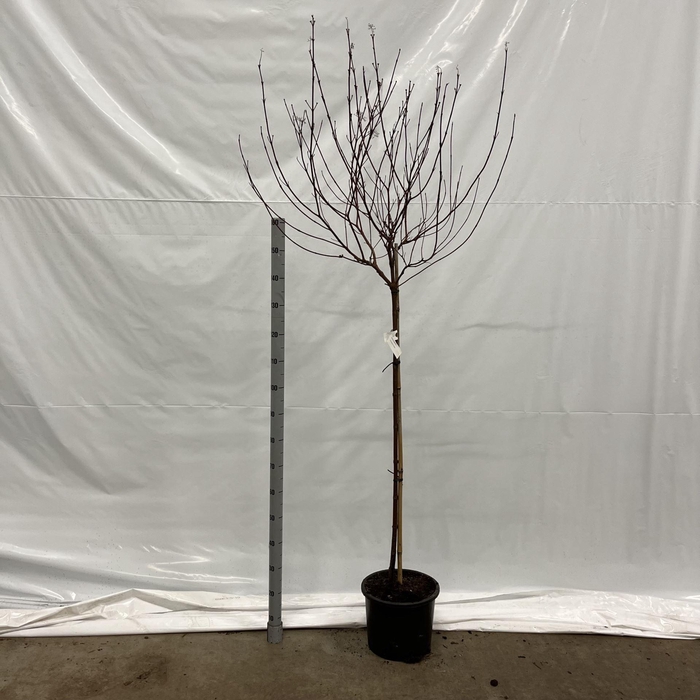 <h4>Cornus alba Elegantissima</h4>