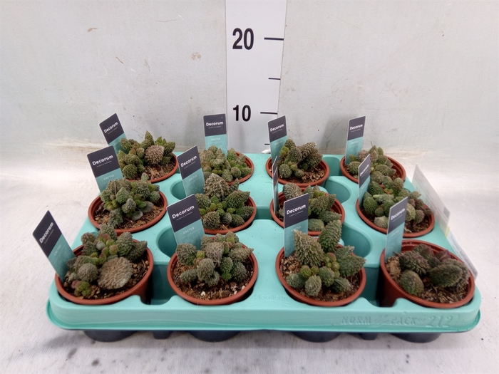 <h4>Adromischus cooperii</h4>