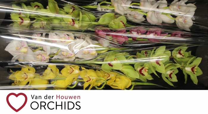 <h4>70 cm gemengd</h4>