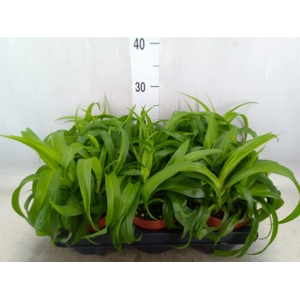Chlorophytum com. 'Green Bonnie'