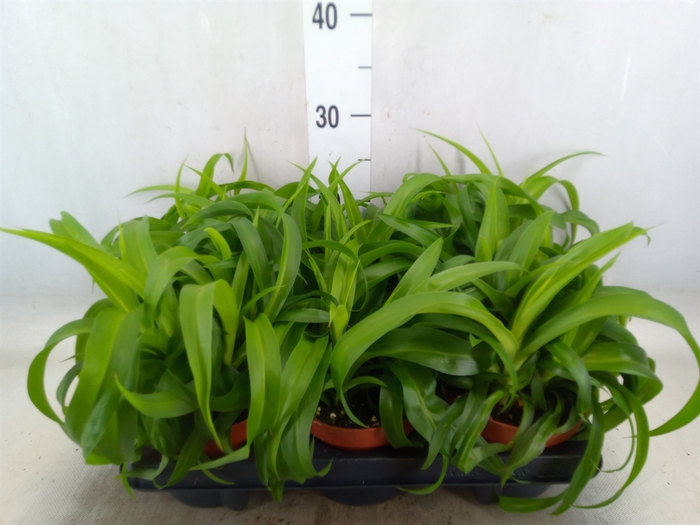 <h4>Chlorophytum com. 'Green Bonnie'</h4>