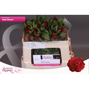 Paeonia Red Charm