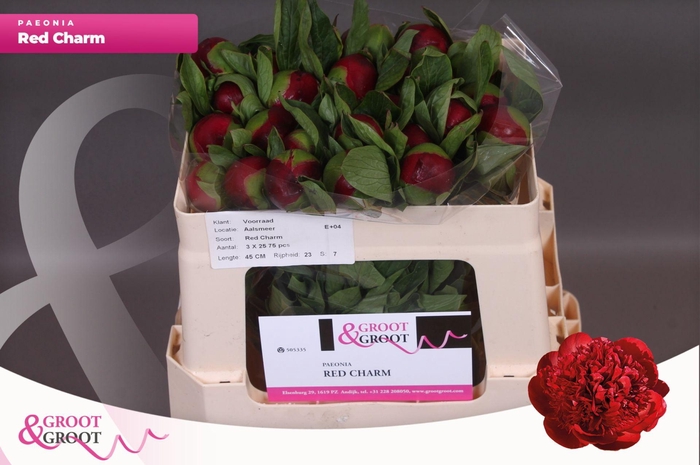 <h4>Paeonia Red Charm</h4>