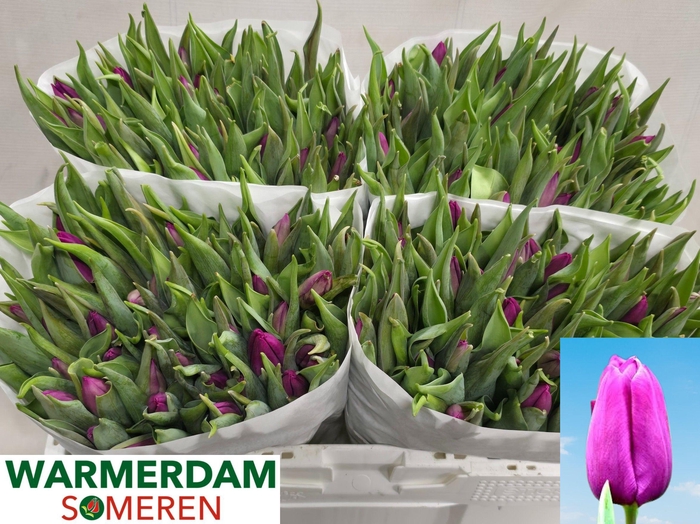 <h4>TU EN PURPLE PRINCE</h4>