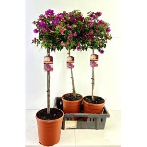 BOUGAINV SANDERIANA