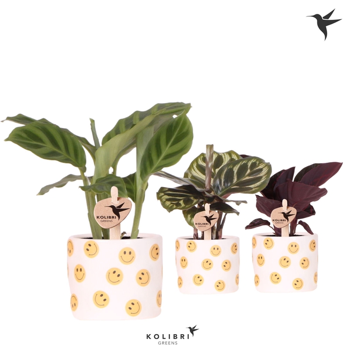 <h4>Kolibri Greens Calathea mix in Smiley pot</h4>