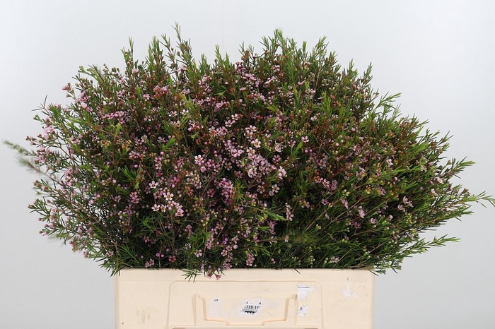 <h4>Chame Un Romi</h4>