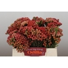 Kaaps Groen Red Brunia Small