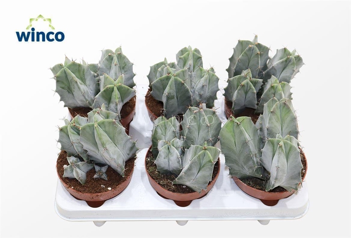 Ritterocereus Pruinosus