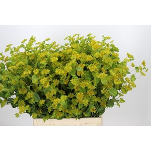 Bupleurum Griffithii