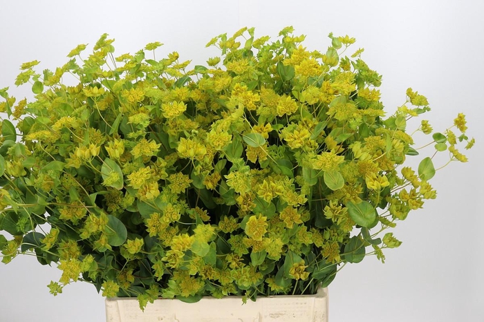 <h4>Bupleurum Griffithii</h4>