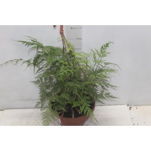 RENDA PORTUGUESA C21