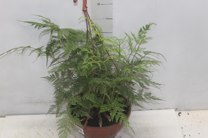 <h4>RENDA PORTUGUESA C21</h4>