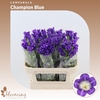 Campanula Champion Blue