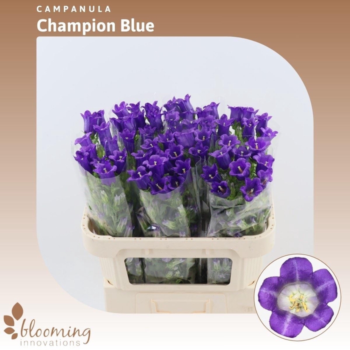 <h4>Campanula Champion Blue</h4>