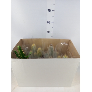 Cactus   ...mix