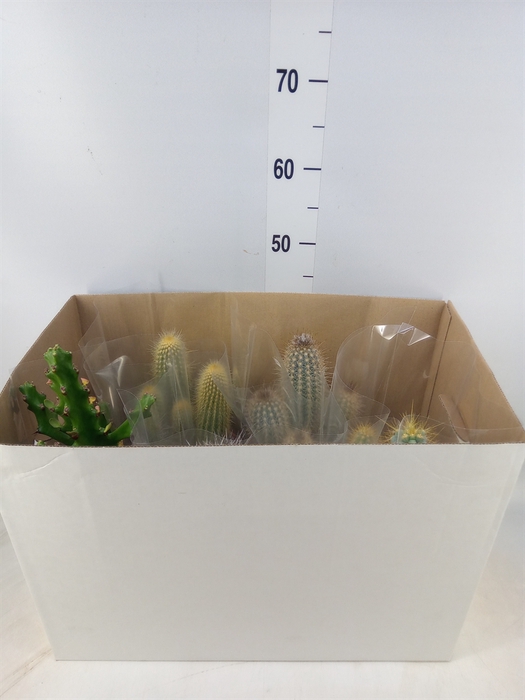 <h4>Cactus   ...mix</h4>