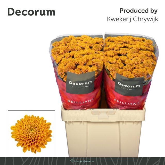 <h4>Chrys santini Ellison Orange</h4>