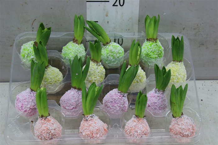 <h4>Hyacinthus Wax Korrel Spring Mix</h4>