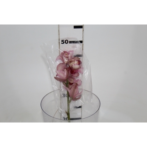 CYMBIDIUM HT MIN 5 FLS ROSA CLARO