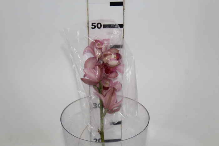 <h4>CYMBIDIUM HT MIN 5 FLS ROSA CLARO</h4>