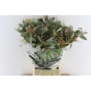 EUC POLYAN FRUI P BS