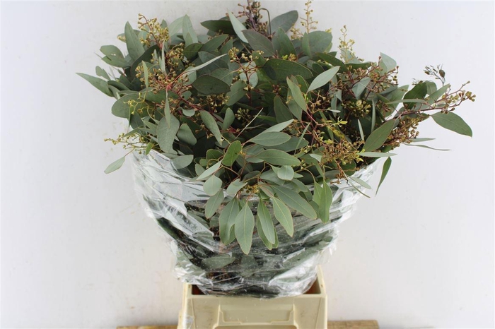 <h4>EUC POLYAN FRUI P BS</h4>